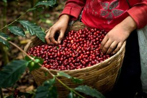 درآمد آسان فالگیرها ازشبکه‌های اجتماعی با ابزار قهوه و شمع و عطسه